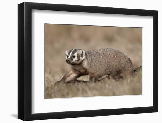 Badger (Taxidea Taxus) Digging-James Hager-Framed Photographic Print