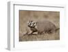 Badger (Taxidea Taxus) Digging-James Hager-Framed Photographic Print