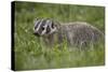 Badger (Taxidea Taxus)-James Hager-Stretched Canvas