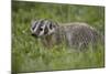 Badger (Taxidea Taxus)-James Hager-Mounted Photographic Print