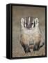 Badger (Taxidea Taxus)-James Hager-Framed Stretched Canvas