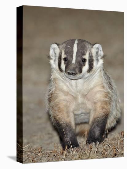 Badger (Taxidea Taxus)-James Hager-Stretched Canvas