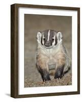 Badger (Taxidea Taxus)-James Hager-Framed Photographic Print