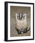 Badger (Taxidea Taxus)-James Hager-Framed Photographic Print