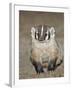 Badger (Taxidea Taxus)-James Hager-Framed Photographic Print