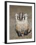 Badger (Taxidea Taxus)-James Hager-Framed Photographic Print