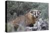 Badger (Taxidea Taxus)-James Hager-Stretched Canvas