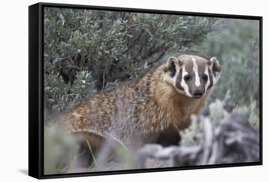 Badger (Taxidea Taxus)-James Hager-Framed Stretched Canvas