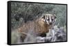 Badger (Taxidea Taxus)-James Hager-Framed Stretched Canvas