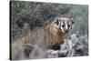 Badger (Taxidea Taxus)-James Hager-Stretched Canvas