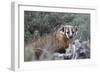 Badger (Taxidea Taxus)-James Hager-Framed Photographic Print