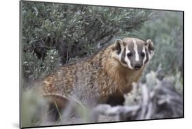 Badger (Taxidea Taxus)-James Hager-Mounted Photographic Print
