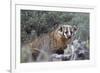 Badger (Taxidea Taxus)-James Hager-Framed Photographic Print