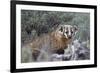 Badger (Taxidea Taxus)-James Hager-Framed Photographic Print