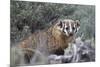 Badger (Taxidea Taxus)-James Hager-Mounted Photographic Print