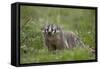 Badger (Taxidea Taxus)-James Hager-Framed Stretched Canvas