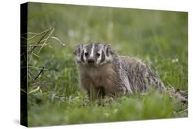 Badger (Taxidea Taxus)-James Hager-Stretched Canvas