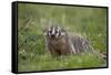 Badger (Taxidea Taxus)-James Hager-Framed Stretched Canvas