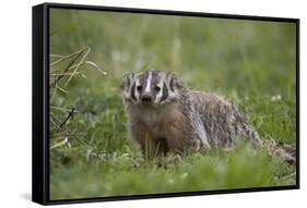 Badger (Taxidea Taxus)-James Hager-Framed Stretched Canvas