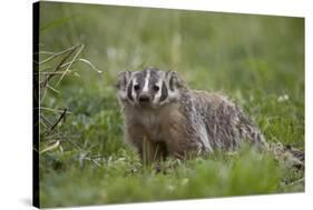 Badger (Taxidea Taxus)-James Hager-Stretched Canvas