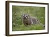 Badger (Taxidea Taxus)-James Hager-Framed Photographic Print