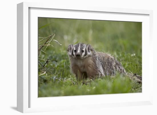 Badger (Taxidea Taxus)-James Hager-Framed Photographic Print