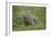 Badger (Taxidea Taxus)-James Hager-Framed Photographic Print