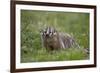 Badger (Taxidea Taxus)-James Hager-Framed Photographic Print