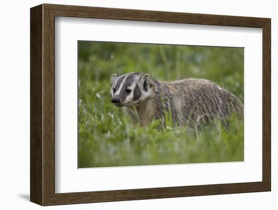 Badger (Taxidea Taxus)-James Hager-Framed Photographic Print