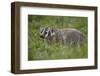 Badger (Taxidea Taxus)-James Hager-Framed Photographic Print