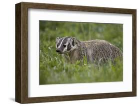 Badger (Taxidea Taxus)-James Hager-Framed Photographic Print