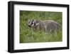 Badger (Taxidea Taxus)-James Hager-Framed Photographic Print