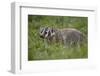 Badger (Taxidea Taxus)-James Hager-Framed Photographic Print