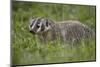 Badger (Taxidea Taxus)-James Hager-Mounted Photographic Print