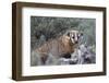 Badger (Taxidea Taxus)-James Hager-Framed Photographic Print