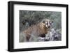 Badger (Taxidea Taxus)-James Hager-Framed Photographic Print