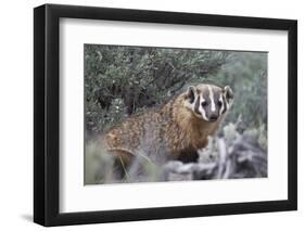 Badger (Taxidea Taxus)-James Hager-Framed Photographic Print