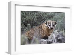 Badger (Taxidea Taxus)-James Hager-Framed Photographic Print