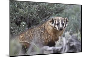 Badger (Taxidea Taxus)-James Hager-Mounted Photographic Print