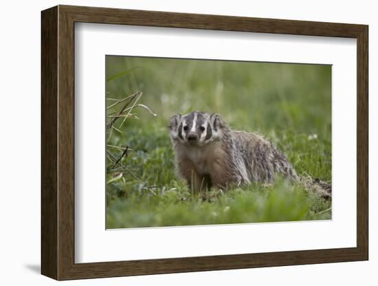 Badger (Taxidea Taxus)-James Hager-Framed Photographic Print