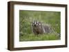 Badger (Taxidea Taxus)-James Hager-Framed Photographic Print