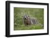 Badger (Taxidea Taxus)-James Hager-Framed Photographic Print