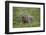 Badger (Taxidea Taxus)-James Hager-Framed Photographic Print