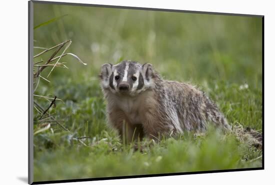 Badger (Taxidea Taxus)-James Hager-Mounted Photographic Print