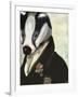 Badger the Hero-Fab Funky-Framed Art Print