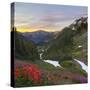 Badger Valley Sunrise, Olympic National Park, Washington, USA-Gary Luhm-Stretched Canvas