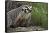 Badger-DLILLC-Framed Stretched Canvas