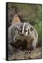 Badger-DLILLC-Framed Stretched Canvas