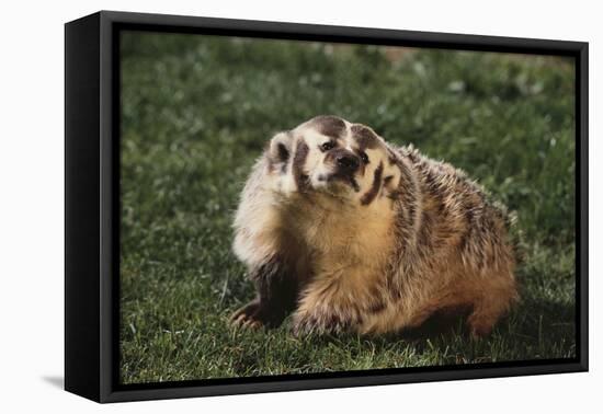 Badger-DLILLC-Framed Stretched Canvas