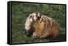 Badger-DLILLC-Framed Stretched Canvas